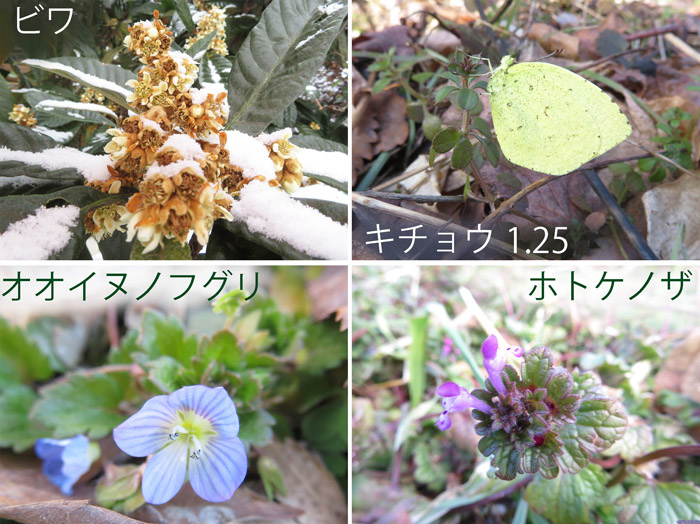 photo　ビワ,キチョウ,オオイヌノフグリ,ホトケノザ