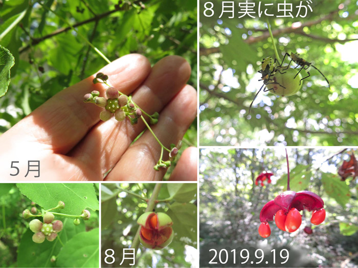 photo　ツリバナ