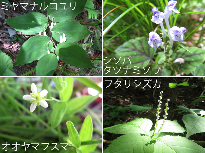 photo　６月　花との嬉しい出会い,ミヤマナルコユリ,シソバタツナミソウ,オオヤマフスマ,フタリスズカ