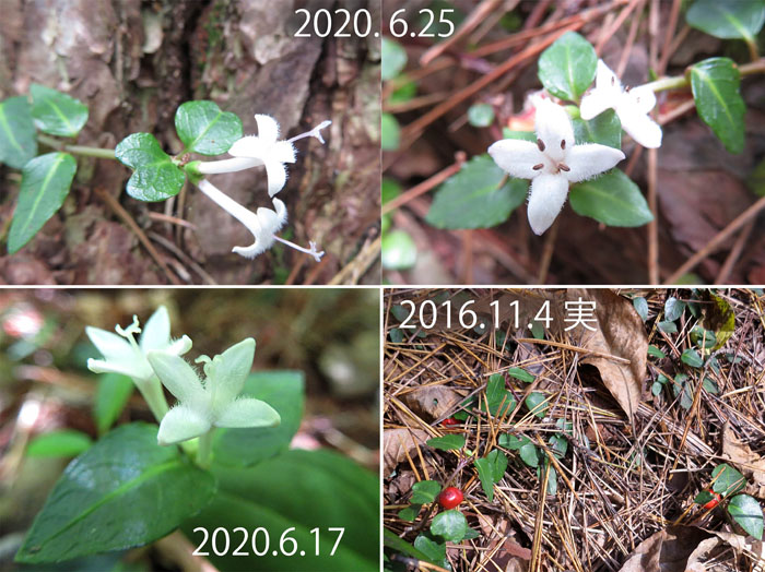 photo　６月　ツルアリドウシ（実11月）