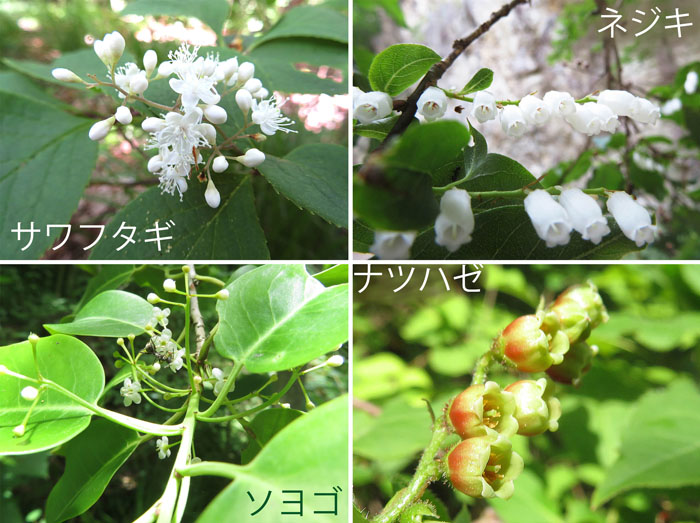 photo　６月　サワフタギ,ネジキ,ソヨゴ,ナツハゼ