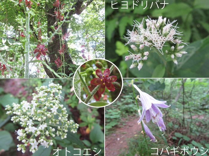 photo　８月　シュロソウ,ヒヨドリバナ,オトコエシ,コバギボウシ