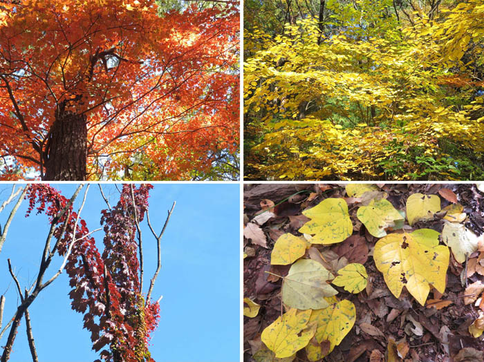 photo　10月　紅葉：赤に黄色に