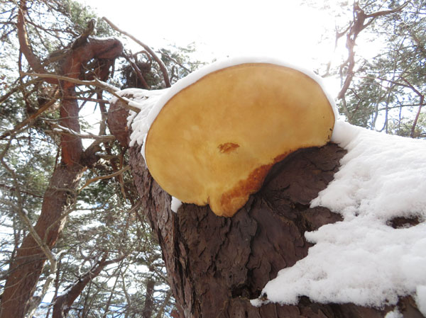photo　１月　巨大な雪の腰掛け