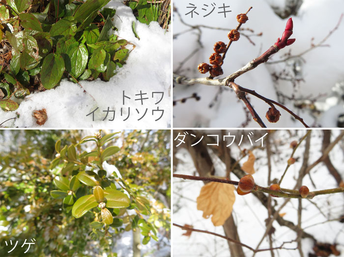 photo　１月　春の準備,トキワイカリソウ,ネジキ,ツゲ,ダンコウバイ