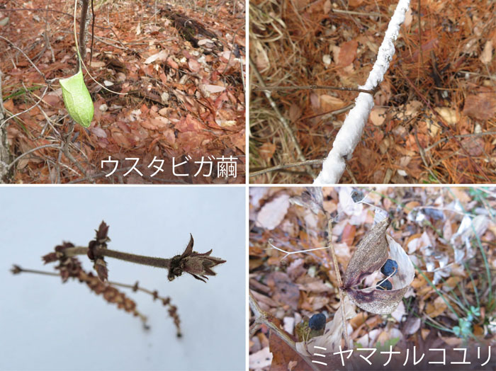 photo　２月　発見の楽しみ,ウスタビガ繭,ミヤマナルコユリ