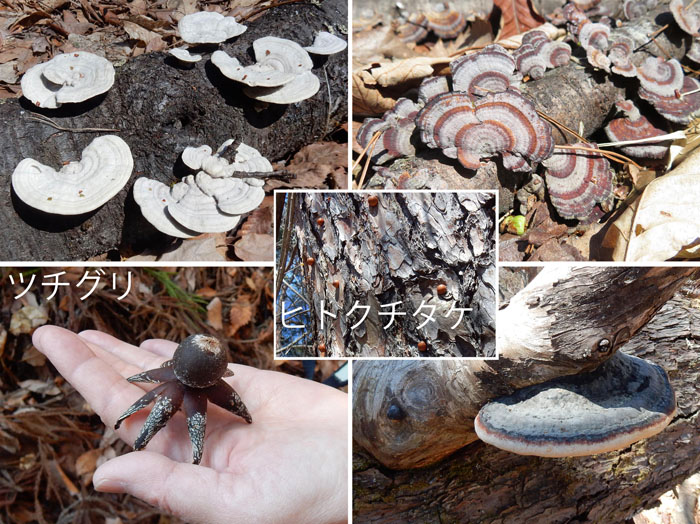 photo　４月キノコ,ツチグリ,ヒトクチタケ,サルノコシカケ