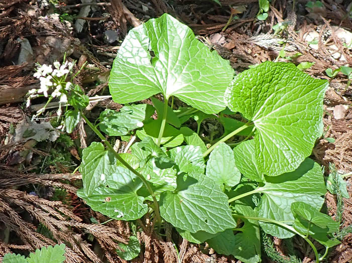 photo7ワサビの花