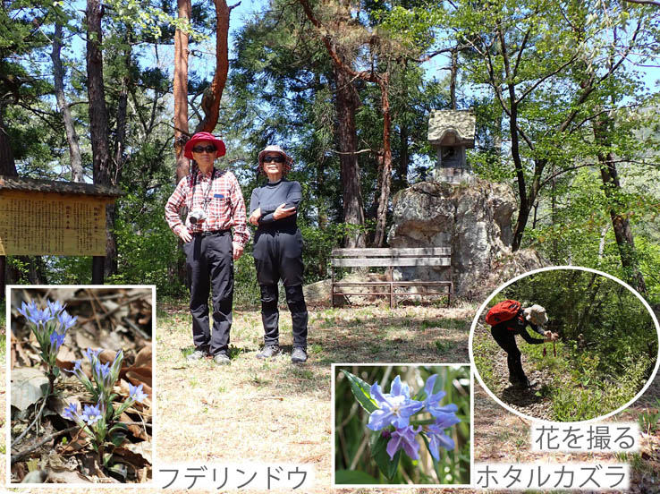 photo9頼朝山山頂で,フデリンドウ,ホタルカズラ