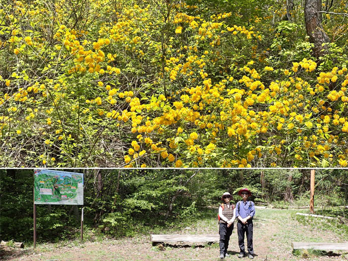 photo8ヤエヤマブキが満開の地附山 