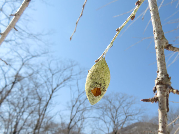 photo　ウスタビガの繭,アファンの森