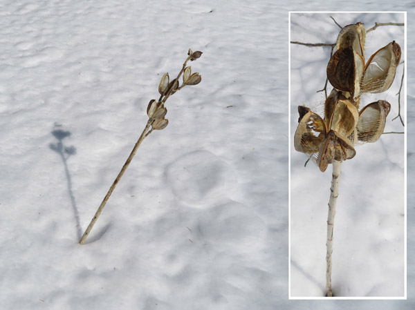 photo　雪原に立つウバユリの実（カラ）,アファンの森