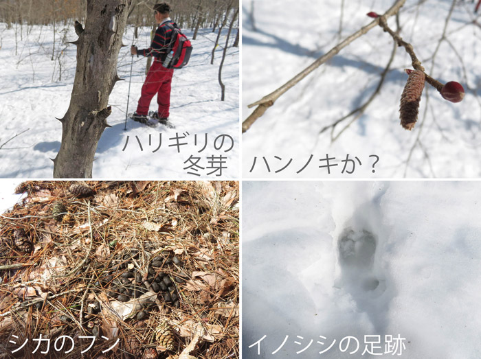 photo　ハリギリの冬芽,シカのフン,イノシシの足跡,アファンの森