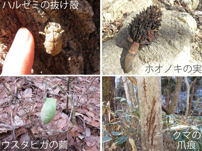 photo ハルゼミの抜け殻,ホオノキの実,ウスタビガの繭,クマの爪痕