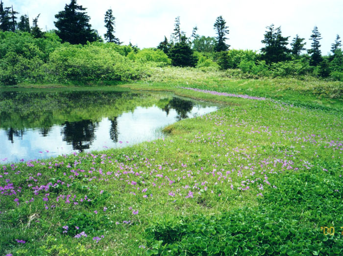 photo ハクサンコザクラ群落