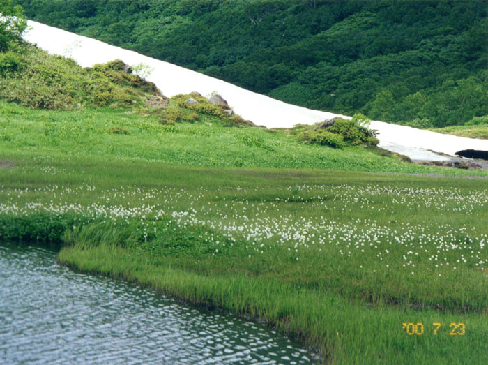 photo 天狗の庭のワタスゲ
