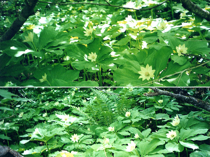 photo キヌガサソウの大群落