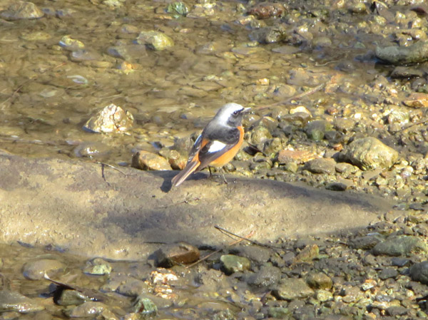 photo　ジョウビタキ