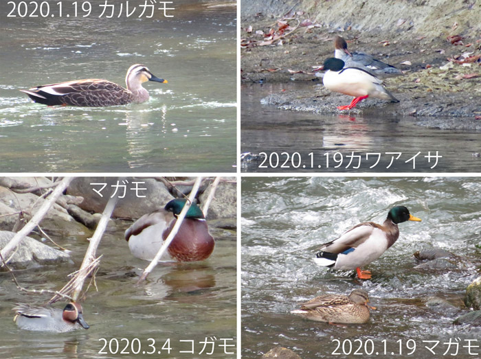 photo　カモさんたちがたくさん