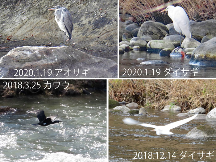 photo　裾花川の大型鳥,ダイサギ,アオサギ,カワウ