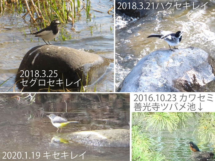photo　セグロセキレイ,セキレイ,ハクセキレイ,カワセミ