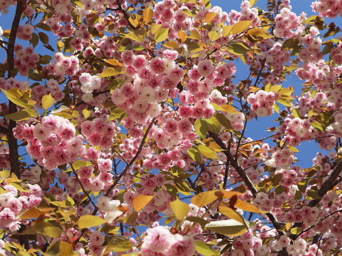 photo3八重桜が満開