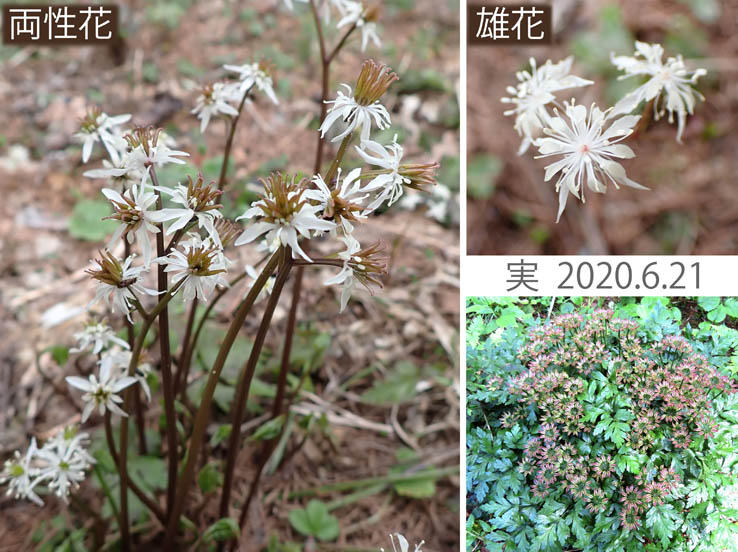 photoセリバオウレン花と実