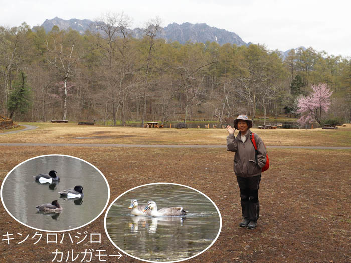 photoみどりが池,キンクロハジロ,カルガモ