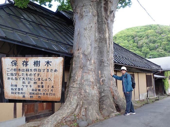 photo1大きなケヤキ