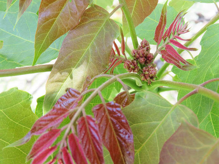 photo15サワグルミの木？花芽も膨らんできた