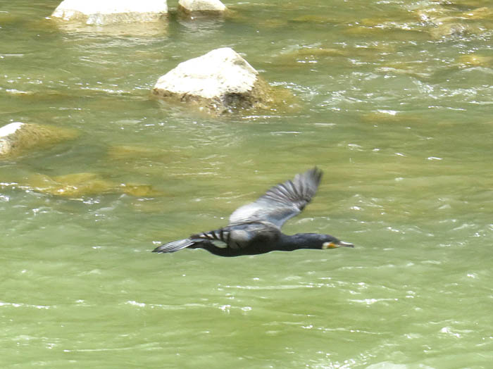 photoカワウの日光浴