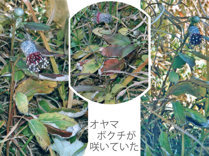photo 秋の花オヤマボクチ