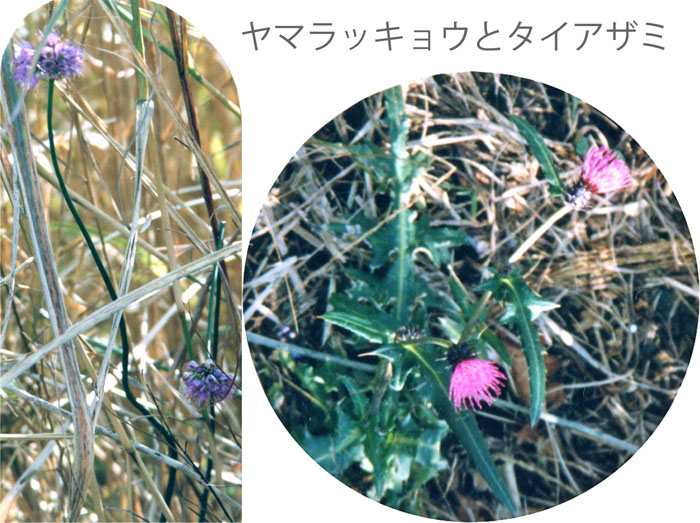 photo 秋の草原を彩る