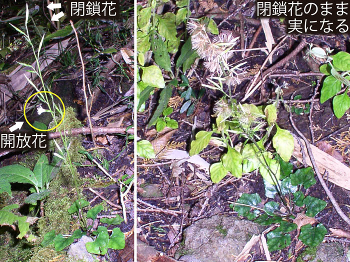 photo：キッコウハグマ：長尾山
