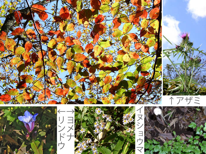 photo：アザミ,イヌショウマ,ヨメナ,リンドウ：長尾山