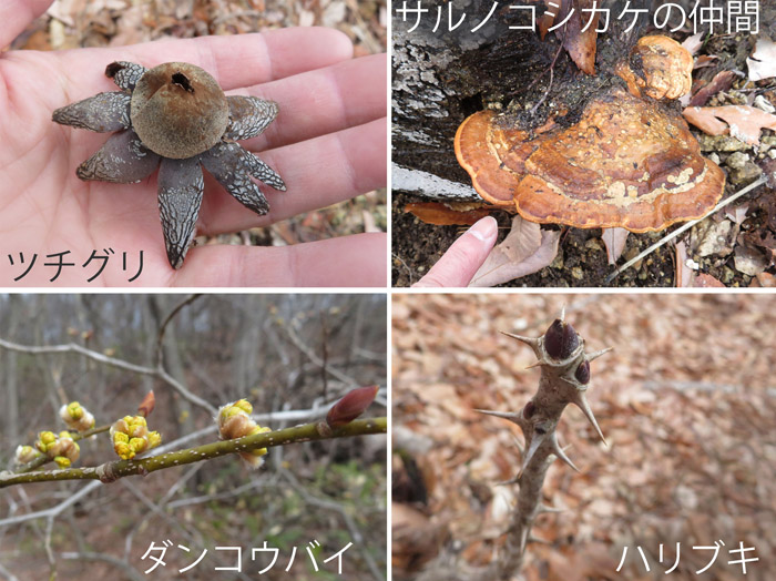 photo ツチグリ,サルノコシカケ,ダンコウバイ,ハリブキ