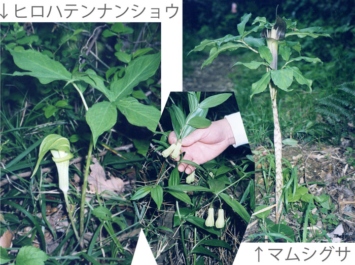 photo ヒロハテンナンショウ,マムシグサ,ホウチャクソウ