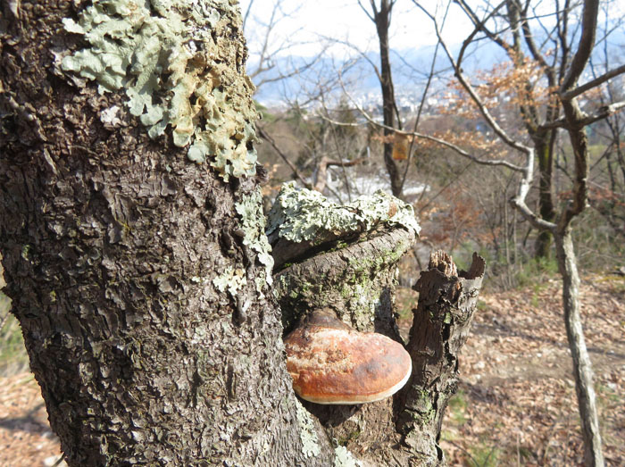 photo サルノコシカケ