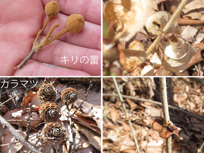 photo 森の落とし物と新芽