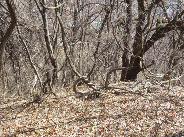 photo 荒れた森が行くてを阻む