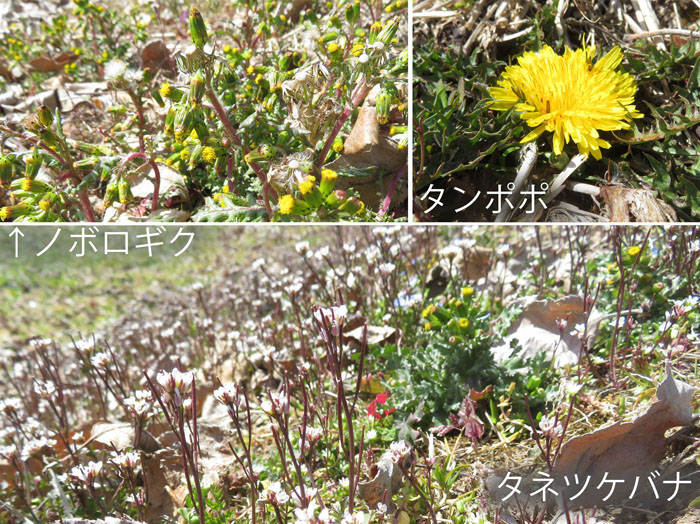photo ノボロギク,タンポポ,タネツケバナ