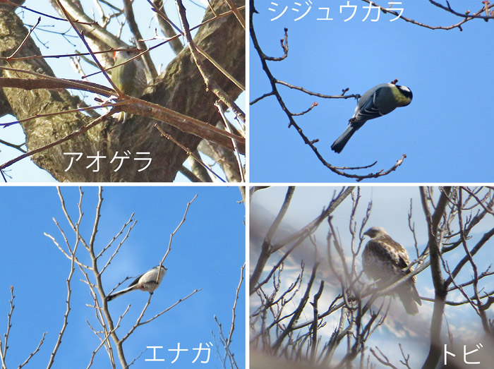 photo アオゲラ,シジュウカラ,エナガ,トビ