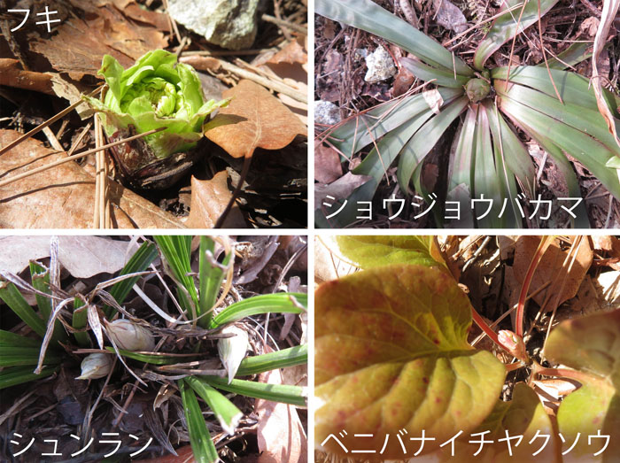 photo ふくらみ始めた蕾,フキ,ショウジョウバカマ,シュンラン,ベニバナイチヤクソウ