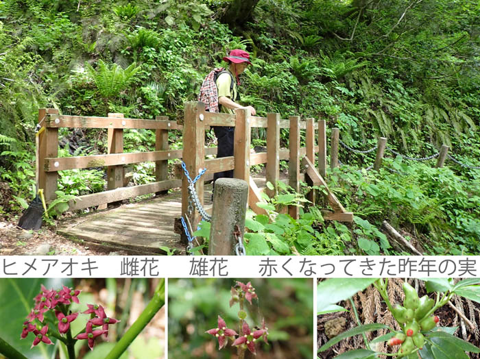 photo15ヒメアオキの花咲く道を行く,雄花,雌花