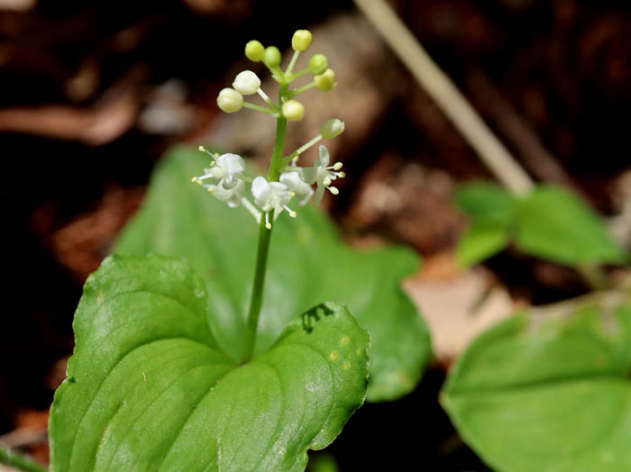 photoマイヅルソウ花と蕾