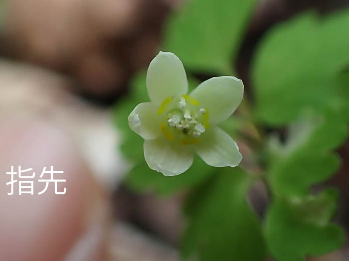 photoトウゴクサバノオ