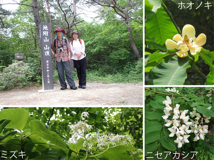 photo12高いところに木の花,ホウノキ,ニセアカシア,ミズキ