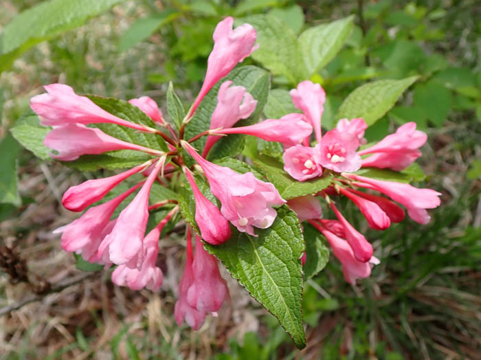 photo15タニウツギ