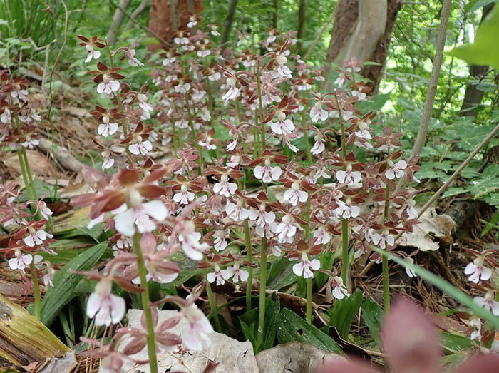 photo2エビネ