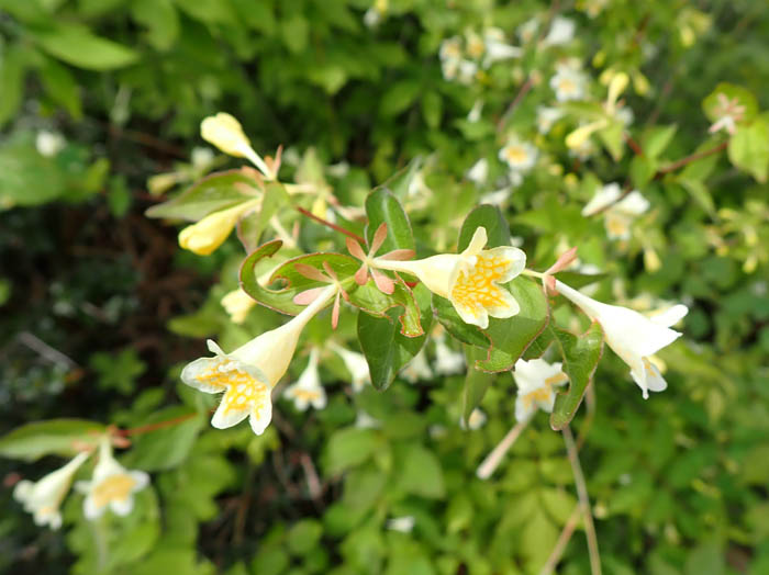 photo7ツクバネウツギ